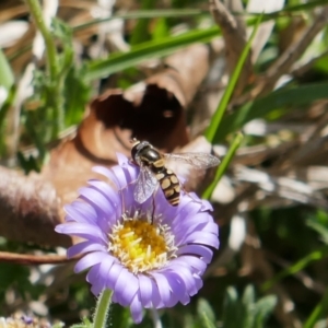 Simosyrphus grandicornis at Lyons, ACT - 27 Oct 2018