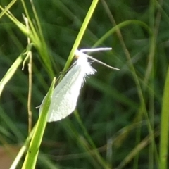 Tipanaea patulella (The White Crambid moth) at Boro - 23 Feb 2024 by Paul4K