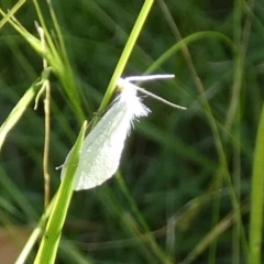 Tipanaea patulella (A Crambid moth) at Borough, NSW - 22 Feb 2024 by Paul4K