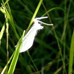 Tipanaea patulella at QPRC LGA - 23 Feb 2024