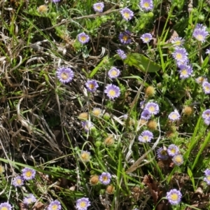 Calotis glandulosa at Lyons, ACT - 27 Oct 2018