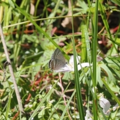 Lampides boeticus (Long-tailed Pea-blue) at Tharwa, ACT - 6 Jan 2024 by RAllen