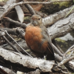 Origma solitaria (Rockwarbler) at Wingecarribee Local Government Area - 21 Feb 2024 by GlossyGal