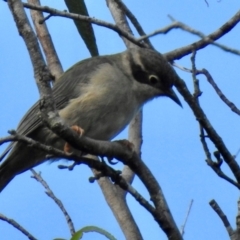 Melithreptus brevirostris (Brown-headed Honeyeater) at Meryla State Forest - 22 Feb 2024 by GlossyGal