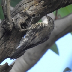 Cormobates leucophaea (White-throated Treecreeper) at Meryla State Forest - 22 Feb 2024 by GlossyGal