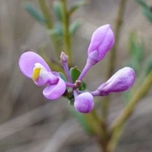 Comesperma ericinum at QPRC LGA - 3 Jul 2023 03:22 PM