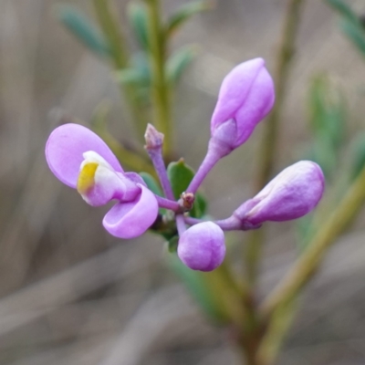 Comesperma ericinum (Heath Milkwort) at QPRC LGA - 3 Jul 2023 by RobG1