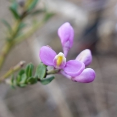 Comesperma ericinum at QPRC LGA - 3 Jul 2023 03:22 PM