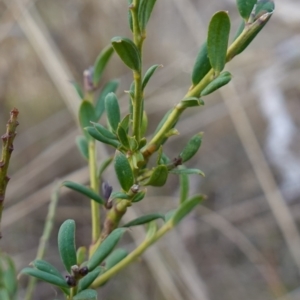 Comesperma ericinum at QPRC LGA - 3 Jul 2023