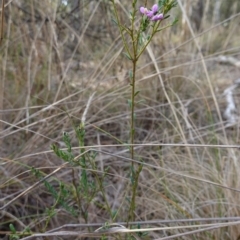 Comesperma ericinum at QPRC LGA - 3 Jul 2023 03:22 PM