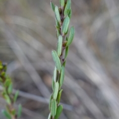 Comesperma ericinum at QPRC LGA - 3 Jul 2023 03:22 PM