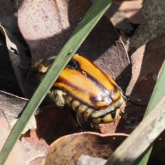 Chondropyga gulosa (Highland cowboy beetle) at Namadgi National Park - 10 Jan 2024 by RAllen