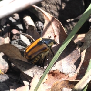 Chondropyga gulosa at Namadgi National Park - 10 Jan 2024