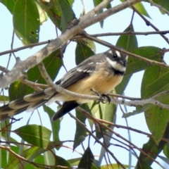 Rhipidura albiscapa (Grey Fantail) at Meryla State Forest - 23 Feb 2024 by GlossyGal