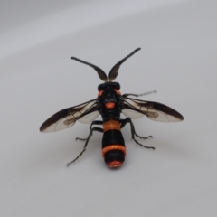 Pterygophorus cinctus (Bottlebrush sawfly) at Macarthur, ACT - 14 Jan 2024 by RAllen