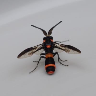 Pterygophorus cinctus (Bottlebrush sawfly) at Macarthur, ACT - 14 Jan 2024 by RAllen