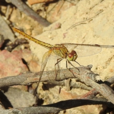 Diplacodes haematodes (Scarlet Percher) at Meryla State Forest - 22 Feb 2024 by GlossyGal