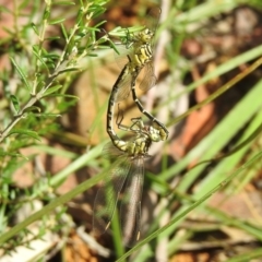 Austrogomphus guerini (Yellow-striped Hunter) at Meryla State Forest - 23 Feb 2024 by GlossyGal