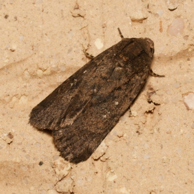 Proteuxoa provisional species 2 (A Noctuid moth) at Harrison, ACT - 21 Feb 2024 by DPRees125