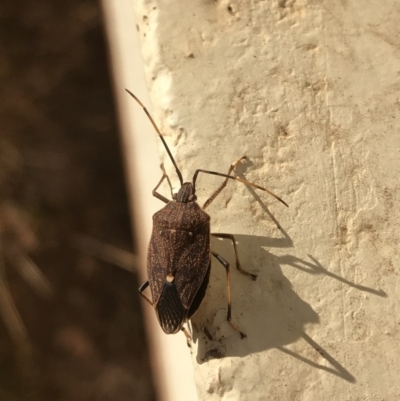 Poecilometis strigatus (Gum Tree Shield Bug) at Lyons, ACT - 4 May 2018 by ran452