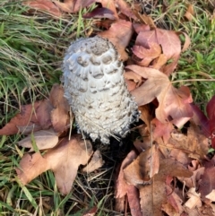 Coprinus comatus (Shaggy Ink Cap) at Lyons, ACT - 23 May 2020 by ran452