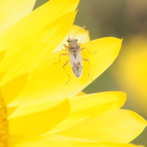 Nysius vinitor at ANBG - 14 Feb 2024