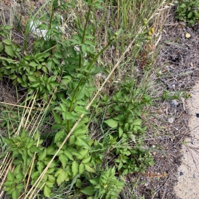 Bidens pilosa (Cobbler's Pegs, Farmer's Friend) at Hall, ACT - 24 Feb 2024 by Rosie