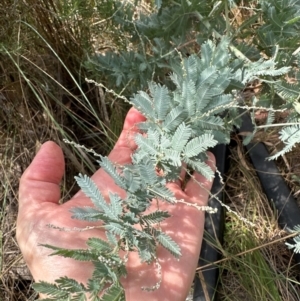 Acacia baileyana at Point 64 - 24 Feb 2024