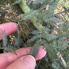 Acacia baileyana at Aranda, ACT - 24 Feb 2024 02:17 PM