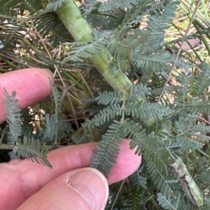 Acacia baileyana at Aranda, ACT - 24 Feb 2024