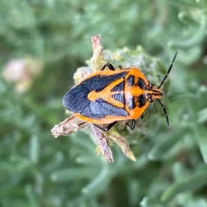 Agonoscelis rutila at QPRC LGA - suppressed