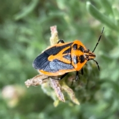 Agonoscelis rutila at QPRC LGA - suppressed