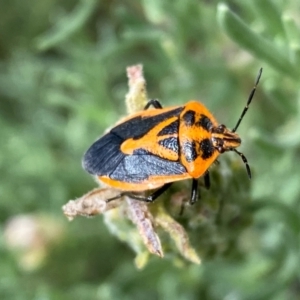 Agonoscelis rutila at QPRC LGA - suppressed