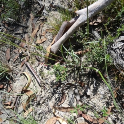 Rytidosperma erianthum (Hill Wallaby Grass) at Boro - 22 Feb 2024 by Paul4K