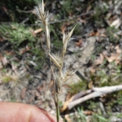 Rytidosperma erianthum at QPRC LGA - suppressed