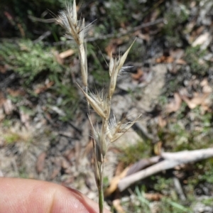 Rytidosperma erianthum at QPRC LGA - suppressed