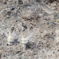 Rytidosperma erianthum at QPRC LGA - suppressed