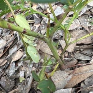 Gleditsia triacanthos at Aranda, ACT - 24 Feb 2024