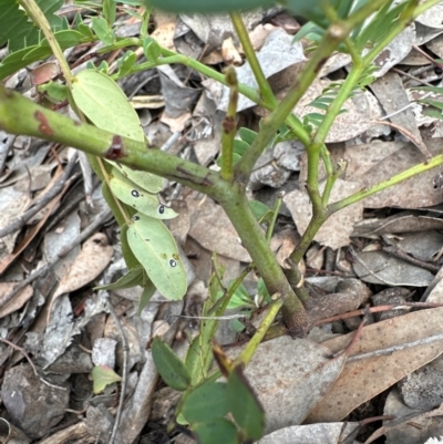 Gleditsia triacanthos (Honey Locust, Thorny Locust) at Aranda, ACT - 24 Feb 2024 by lbradley