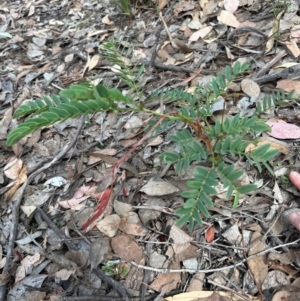 Gleditsia triacanthos at Aranda Bushland - 24 Feb 2024