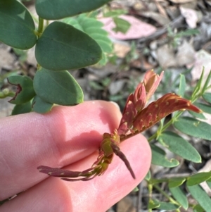 Gleditsia triacanthos at Aranda, ACT - 24 Feb 2024