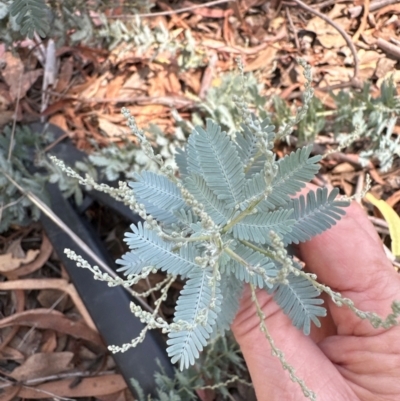 Acacia baileyana (Cootamundra Wattle, Golden Mimosa) at Point 66 - 24 Feb 2024 by lbradley