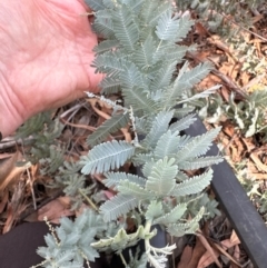 Acacia baileyana at Aranda, ACT - 24 Feb 2024