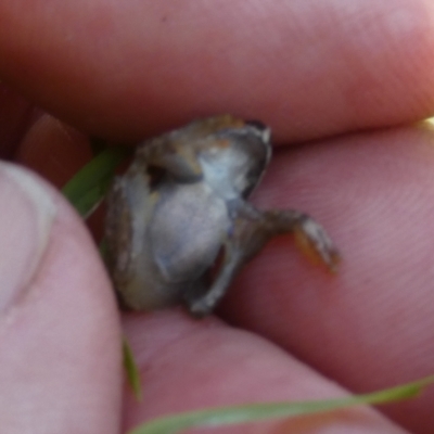 Litoria quiritatus (Screaming Tree Frog) at QPRC LGA - 23 Feb 2024 by Paul4K