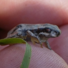 Litoria quiritatus at Boro - 23 Feb 2024