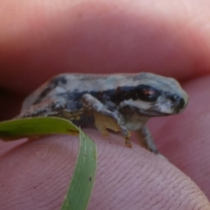 Litoria quiritatus at Boro - 23 Feb 2024