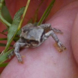 Litoria quiritatus at Boro - 23 Feb 2024