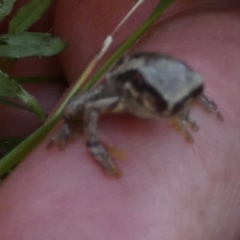 Litoria quiritatus at Boro - 23 Feb 2024