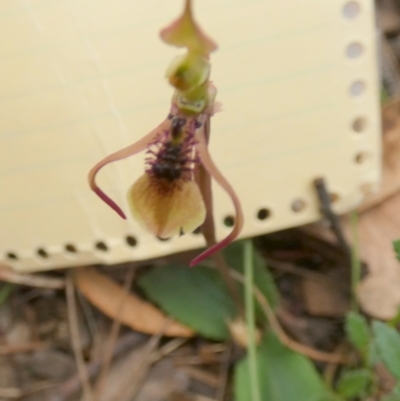 Chiloglottis seminuda (Turtle Orchid) at Boro - 22 Feb 2024 by Paul4K
