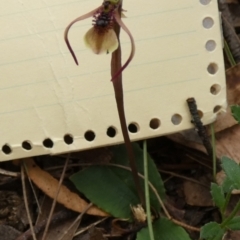 Chiloglottis seminuda at suppressed - suppressed